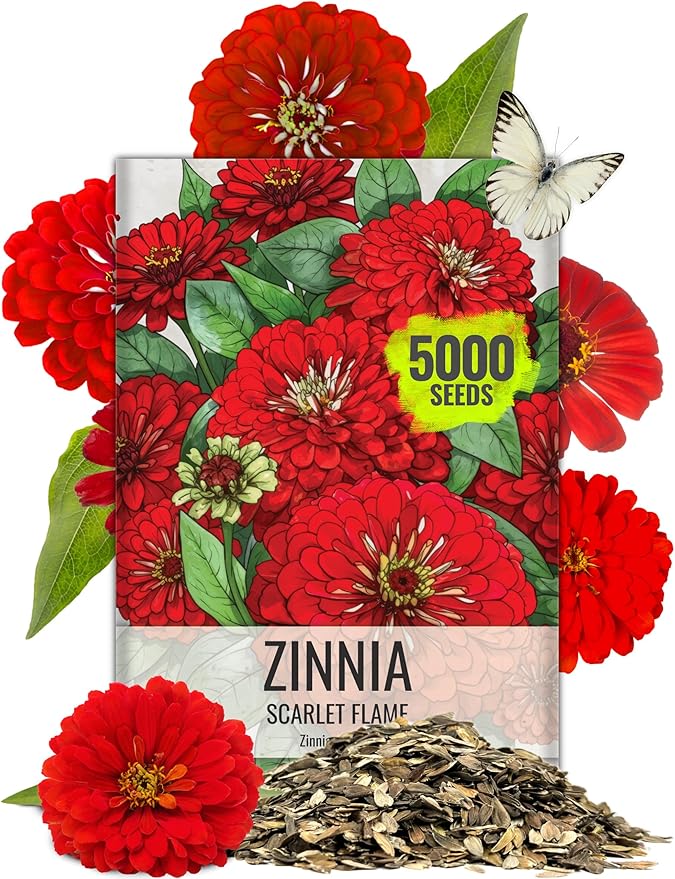 Seed Needs Zinnia Seeds Scarlet Flame Variety California Giant | 5,000+ Heirloom & Open Pollinated Seeds | Annual Cut Flowers Large Blooming | Bulk