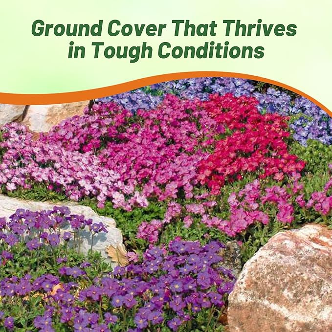 Outsidepride Cascade Mix Aubrieta Rock Cress Seeds - 1000 Pcs Perennial Flower Seeds, Easy to Grow, Low Maintenance, Cascading & Low Growing, for Baskets, Rock Walls, or Ground Covers