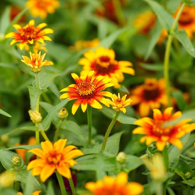 Eden Brothers Zinnia Seeds - Old Mexico, Non-GMO Seeds for Planting, Packet | Low-Maintenance Flower Seeds, Plant During Spring, Zones 3, 4, 5, 6, 7, 8, 9, 10