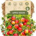 Apple Seeds for Planting – 10+ Heirloom Apple Tree Seeds for Home Garden, Fruit Tree Seeds for Backyard Orchard, Growing Instructions Included