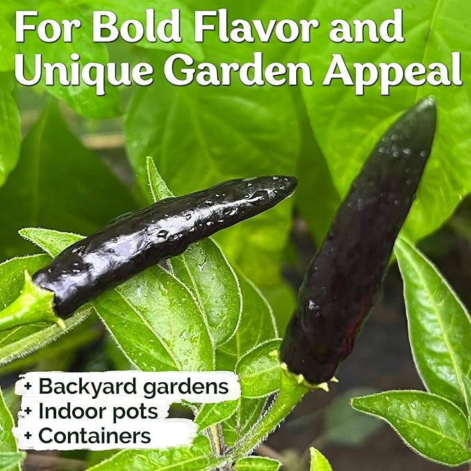 KVITER 30 Black Cobra Chilli Hot Pepper Seeds (Capsicum Annuum) – Goats Weed Pepper Heirloom Seeds, Organic Pepper Garden Seeds – Perfect Vegetable Seeds for Planting Outdoors & Indoor Garden