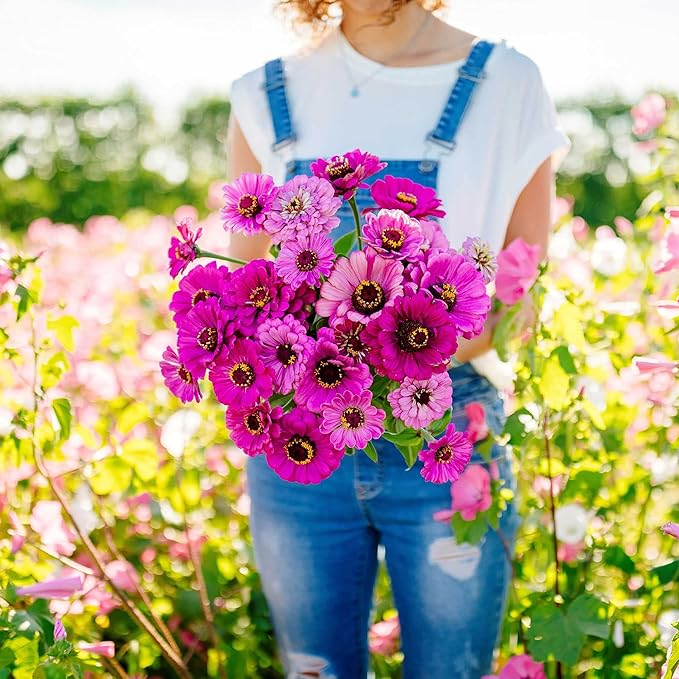 Eden Brothers Zinnia Seeds - Dream, Non-GMO Seeds for Planting, 1 oz | Low-Maintenance Flower Seeds, Plant During Spring, Zones 3, 4, 5, 6, 7, 8, 9, 10