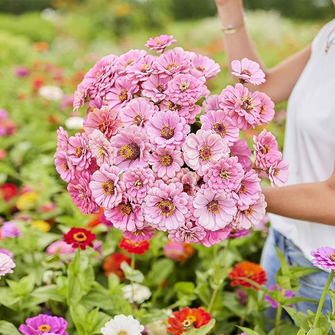 Eden Brothers Zinnia Seeds - Miss Willmott, Non-GMO Seeds for Planting, Packet | Low-Maintenance Flower Seeds, Plant During Spring, Zones 3, 4, 5, 6, 7, 8, 9, 10