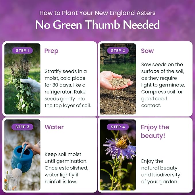 Created By Nature, New England Aster Seeds, Pink and Purple Perennial Flower Seeds, Non-GMO, Pollinator Friendly, 2,500 Seeds, Covers Up to 93 sq. ft. (Symphyotrichum novae-angliae)