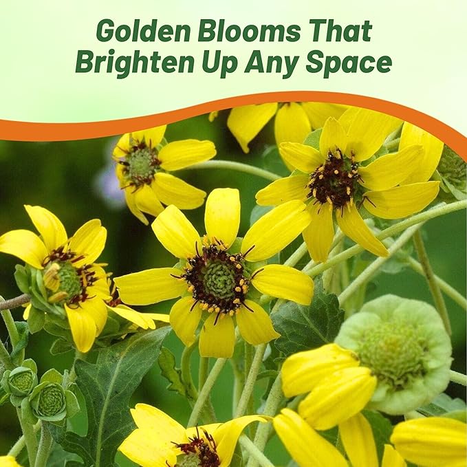 Outsidepride Chocolate Flower Scented Daisy Seeds for Planting – 100 Pcs. Perennial Wildflower Seeds, Low Maintenance, Highly Adaptable, Fragrant Flowers for Gardens