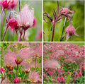 50+ Perennial Prairie Smoke Seeds for Planting - Non-GMO Rare Wildflower Seeds