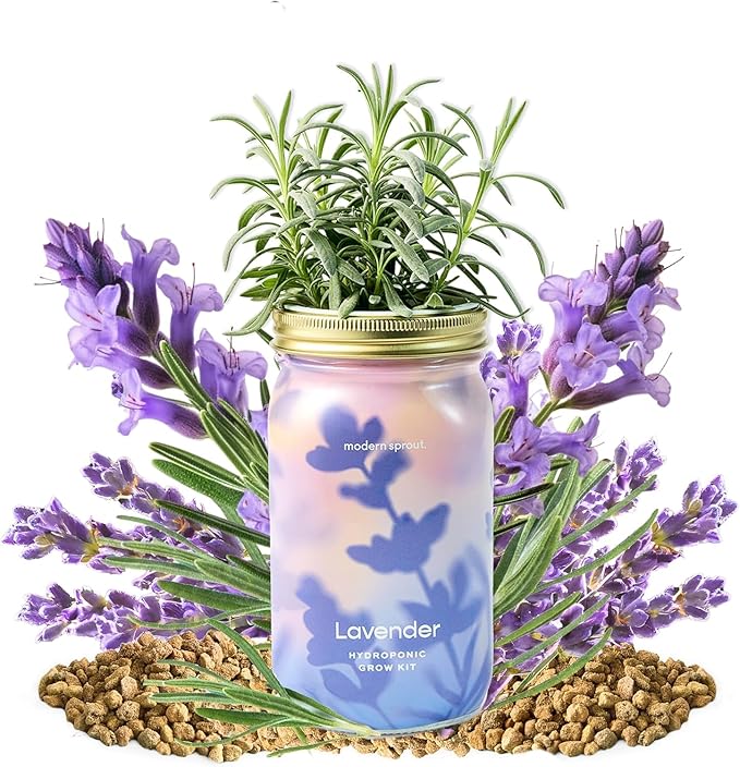 Modern Sprout Mason Garden Jar - Self-Watering Hydroponics Growing System Kit with Organic Herb Seeds - Jar Planter for Indoor Herb Garden - Seed Starter Kit - Home Decor & Gifting - Lavender+Rosemary
