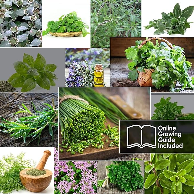 14 Culinary Herb Seeds Pack - Heirloom and Non GMO, Grown in USA - Indoor or Outdoor Garden - Basil, Parsley, Dill, Cilantro, Rosemary, Mint, Thyme, Oregano, Marjoram, Tarragon, Chives, Sage & More