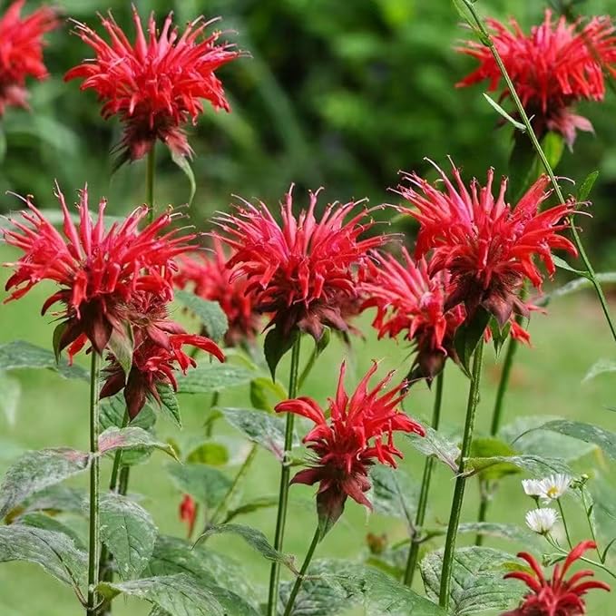 1000 Bee Balm Flower Seeds – Bright Red Perennial Blooms for Pollinator-Friendly Gardens