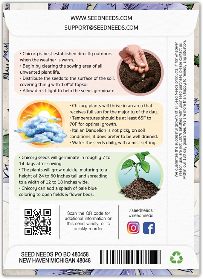 Seed Needs Chicory Seeds for Planting Cichorium intybus - Heirloom & Open Pollinated Wildflowers to Grow a Butterfly Garden that Attracts Butterflies, Bees & Other Pollinators (2 Packs)