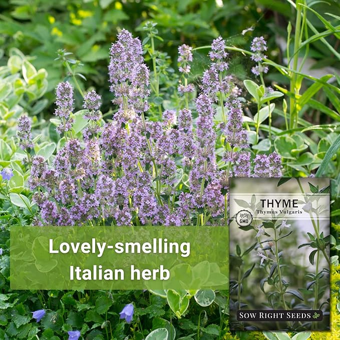 Sow Right Seeds - Thyme Seed for Planting - Non-GMO Heirloom Packet with Instructions for Easy Planting Your Kitchen Herb Garden - Indoor or Outdoor - Great for Hydroponics Growing - Culinary Herb (3)