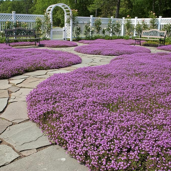 20,000+ Creeping Thyme Seeds Ground Cover, Non-GMO Perennial Flower Seeds, Hardy Thymus Serpyllum, Creeping Phlox Alternative for Landscaping & Garden Paths (Purple)