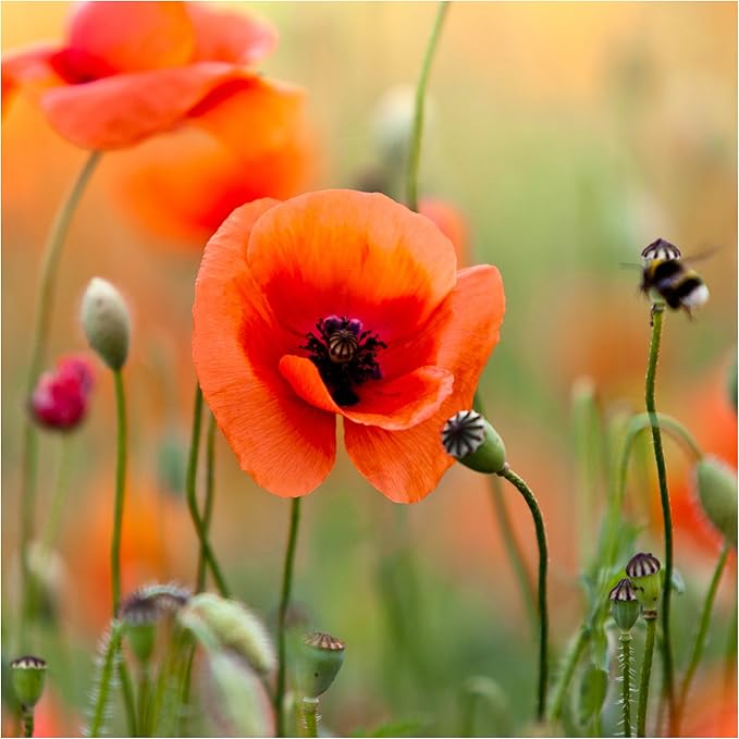 Seed Needs Corn Poppy Seeds for Planting Wildflower Seeds | Papaver Rhoeas Annual Flower Seed Red Blooms | Produces Red Prolific Blooms an American Summer Favorite | Bulk