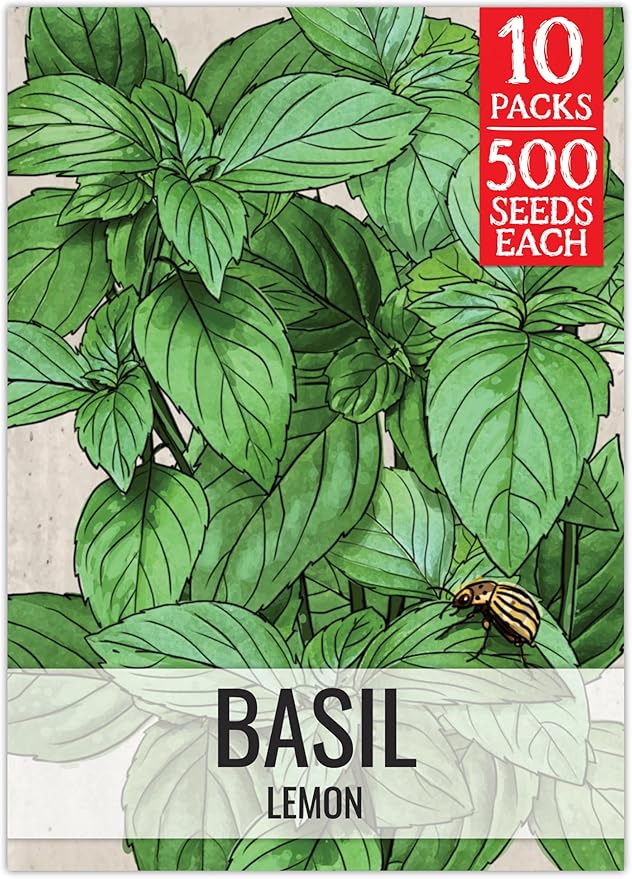 Seed Needs Lemon Basil Seeds for Planting - Non-GMO Heirloom & Untreated Culinary Herb Seed to Plant an Indoor or Outdoor Home Grown Kitchen Garden (10 Packs)