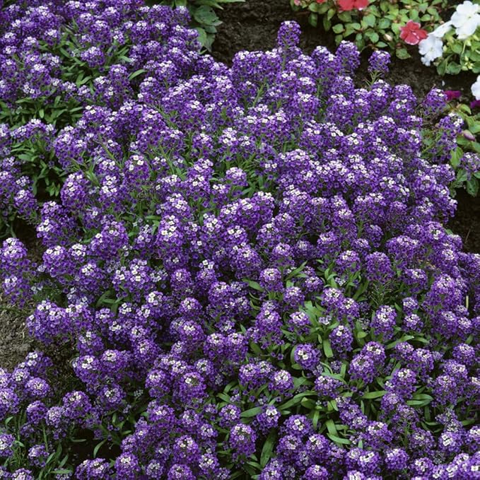 Outsidepride Violet Queen Alyssum Seeds - 5000 Pcs Annual, Drought-Tolerant & Pollinator-Friendly Ground Cover Seeds w/Fragrant Purple Blooms for Low-Growing Xeriscaping & Outdoor Planting