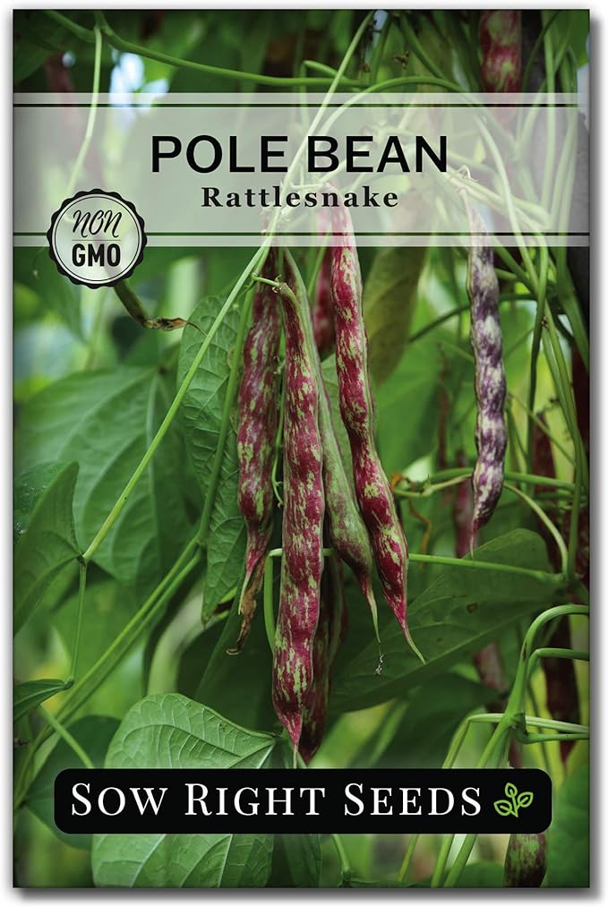 Sow Right Seeds - Rattlesnake Pole Bean Seeds for Planting - Non-GMO Heirloom Packet with Instructions to Plant an Outdoor Home Vegetable Garden - Stringless Variety - Tender with Purple Streaks (1)