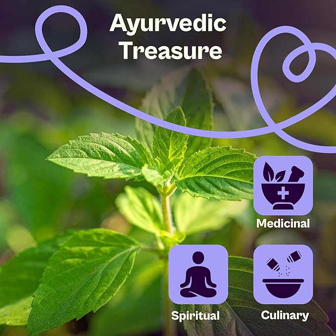 SVI 900 Holy Basil Seeds (Ocimum Sanctum) – Sacred Krishna Tulsi Seed Packets, Fragrant, Edible Basil – Non GMO Heirloom Herb Seeds for Outdoor & Indoor Herb Garden
