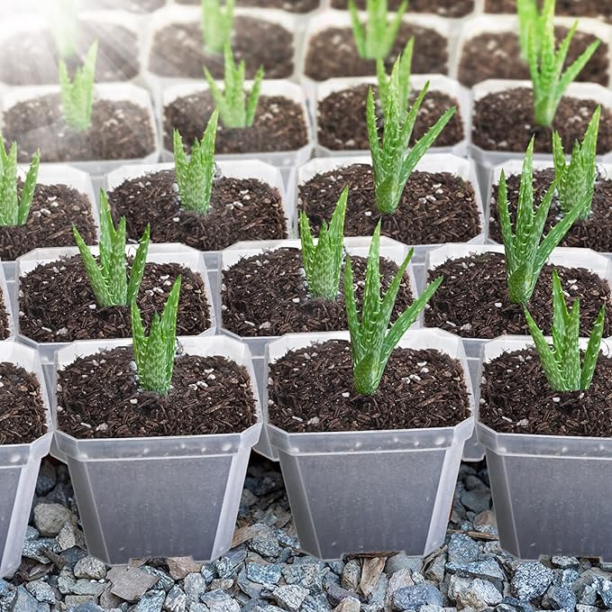 42 Pack 4 Inch Clear Plant Nursery Pot Sets with Humidity Dome and Drain Holes Include 20 Plastic Gardening Pot 20 Labels, 2 Marker Pen Seed Starting Container for Seedlings Vegetables Succulents