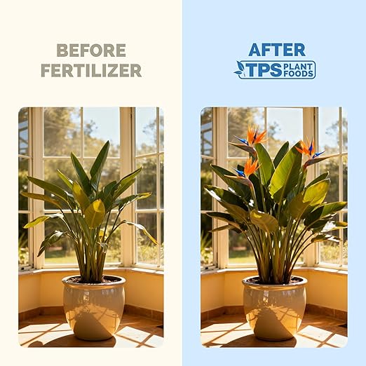 Bird of Paradise Fertilizer for All Strelitzia Plants, Liquid Plant Food 8 oz (250mL)