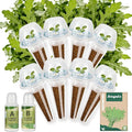 8-Pod Arugula Seed Pod Kit for Aerogarden, Includes Arugula Seeds - Universal Hydroponic Pods Indoor Gardening Supplies (8-Pod)