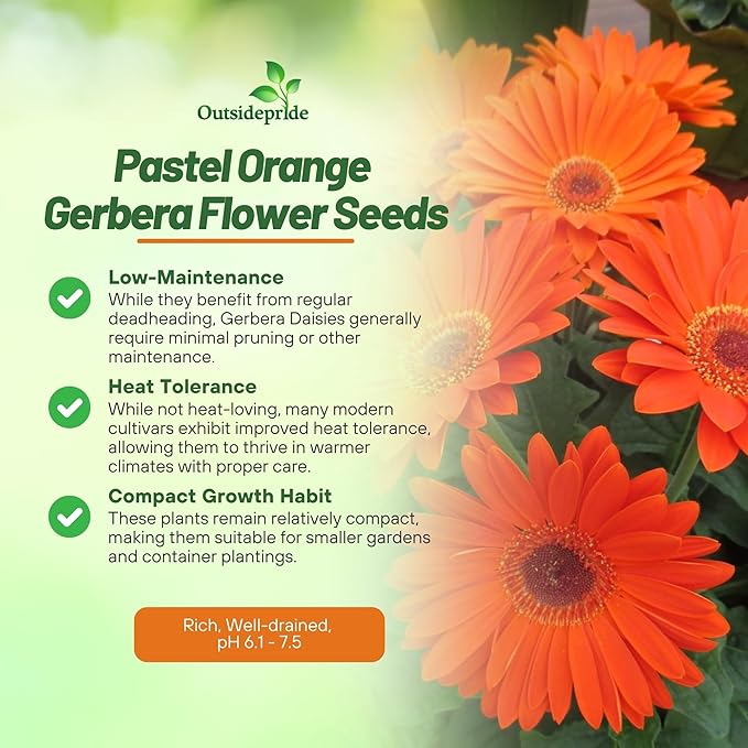Outsidepride Pastel Orange Gerbera Seeds - 10 Pcs Perennial, Compact & Low Maintenance, Flower Seeds for Planting w/Vibrant Orange Blooms, Ideal for Garden Landscaping & Cut Flower Arrangements