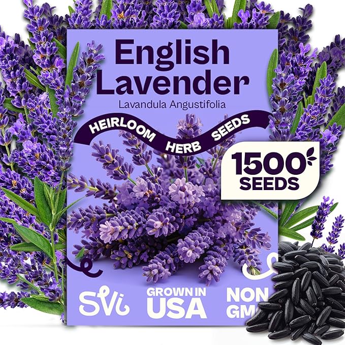 SVI 1500 English Lavender Seeds for Planting (Lavandula angustifolia) – Fragrant Perennial Lavender Flowers – Heirloom Herb Seeds for Borders, Herb Garden & Containers, Wildflower Meadows