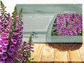 Outsidepride Digitalis Purpurea Dalmatian Purple Foxglove Seeds – 25 Pcs Perennial, Prolific, Tall Growing Flower Seeds with Pollinator-Friendly Blooms for Shaded Gardens & Outdoor Landscapes