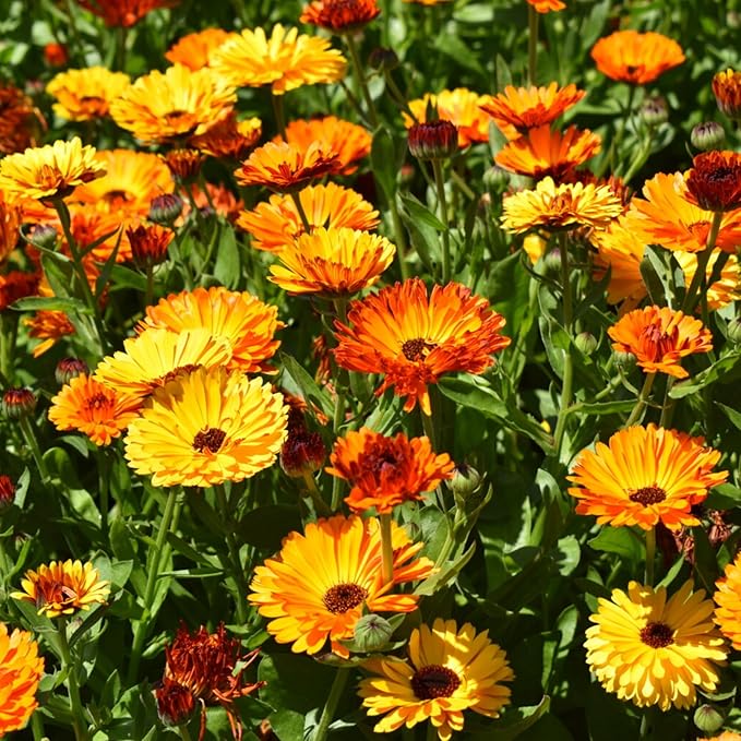 2000+ Calendula Seeds for Planting - Calendula officinalis Pacific Beauty Mix Wildflower Seeds Non-GMO Heirloom Flower Seeds
