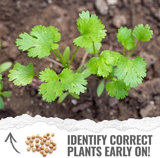 Seed Needs Cilantro Seeds for Planting Coriander Kitchen Herbs - Non-GMO Heirloom & Untreated - Grow a Home Grown Herb Garden Indoors or Outdoors (1 Pack)
