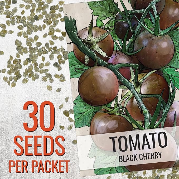 Seed Needs Tomato Seeds for Planting Black Cherry Tomatoes - Non-GMO Heirloom & Untreated Indeterminate Variety to Plant a Home Grown Outdoor Vegetable Garden (1 Pack)