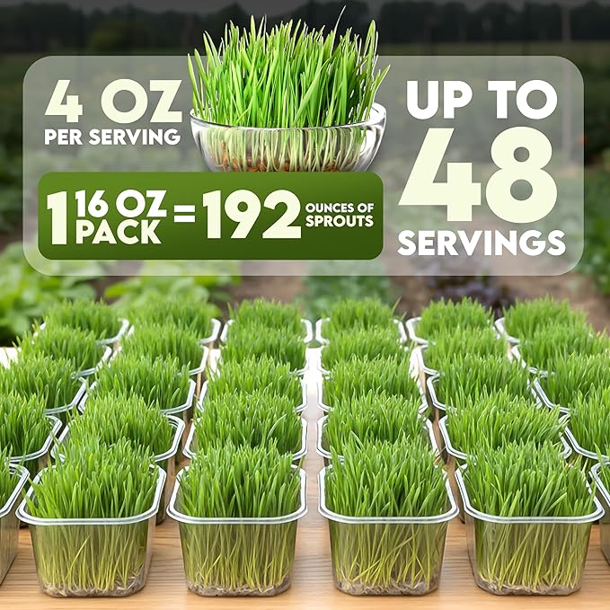 Nature Jims Sprouts Wheat Grass Seeds – Non-GMO Organic Seeds for Planting, Cat Grass Kit Planter & Sprouting –Resealable Bag for Fresh Wheatgrass Sprouts – Packed with Vitamins, Fiber & Minerals–16oz