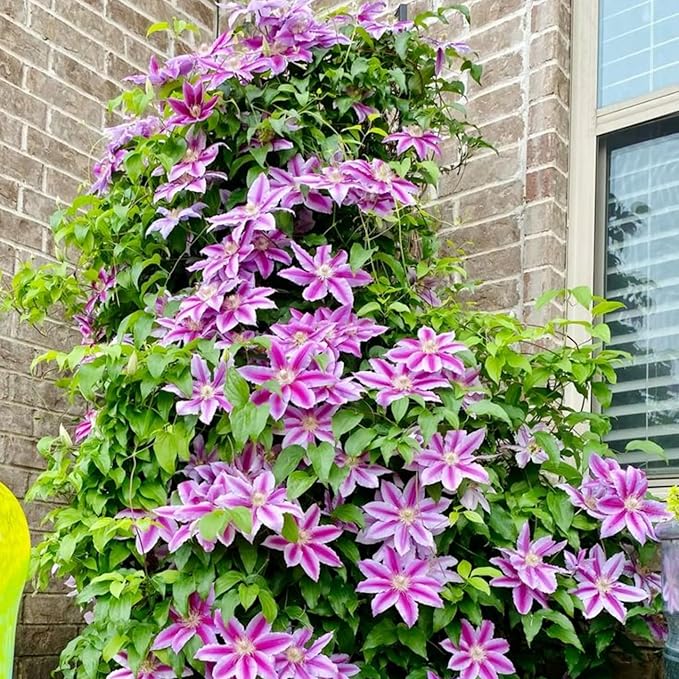 100Pcs Climbing Clematis Vine Seeds for Planting Mix Colors Clematis Plants - Large Blooms Perennial Flowers to Plant Outdoors
