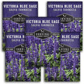 Survival Garden Seeds - Victoria Blue Sage Seed for Planting - 5 Packets with Instructions to Plant and Grow Mealycup Sage or Salvia Farinacea in Your Home Vegetable Garden - Non-GMO Heirloom Variety