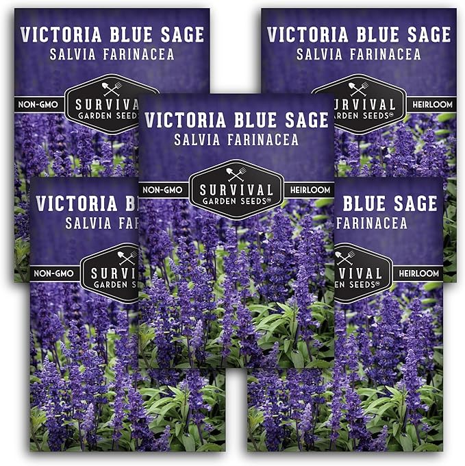 Survival Garden Seeds - Victoria Blue Sage Seed for Planting - 5 Packets with Instructions to Plant and Grow Mealycup Sage or Salvia Farinacea in Your Home Vegetable Garden - Non-GMO Heirloom Variety