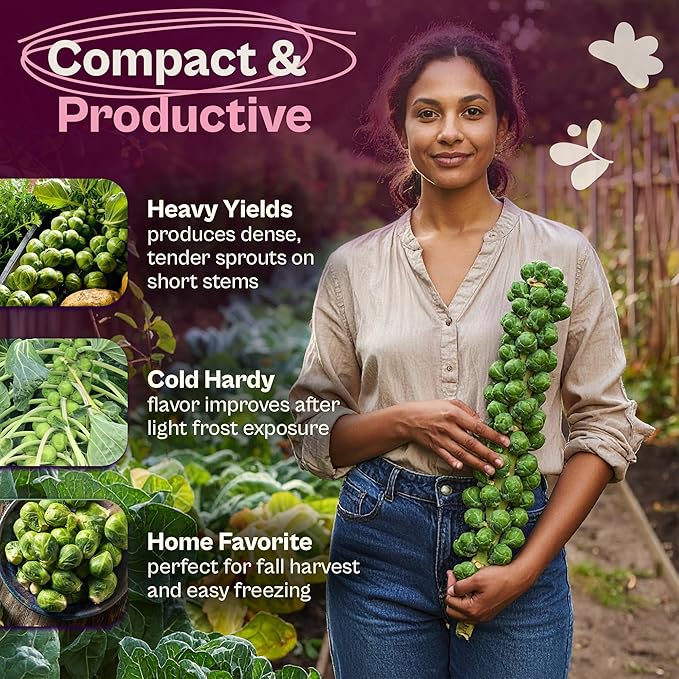 SVI 850 Long Island Brussels Sprouts Seeds (Brassica Oleracea) – Brussel Sprouts Seed Packets, Heirloom Brussel Sprout – Cold Hardy Vegetable Seeds Home Garden, Outdoor Beds, Containers