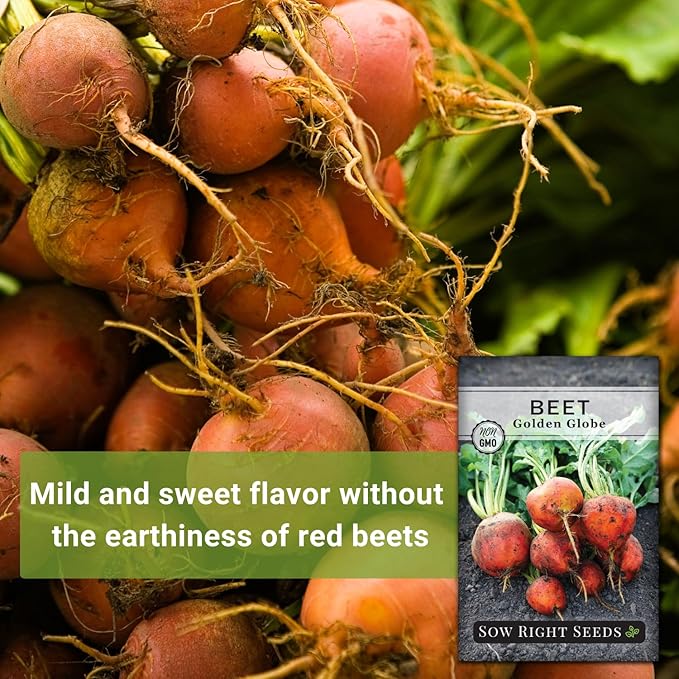 Sow Right Seeds - Golden Globe Beet Seeds for Planting - Non-GMO Heirloom Packet with Instructions to Plant & Grow an Outdoor Home Vegetable Garden - Nutritious, Cold Hardy, Vigorous and Productive