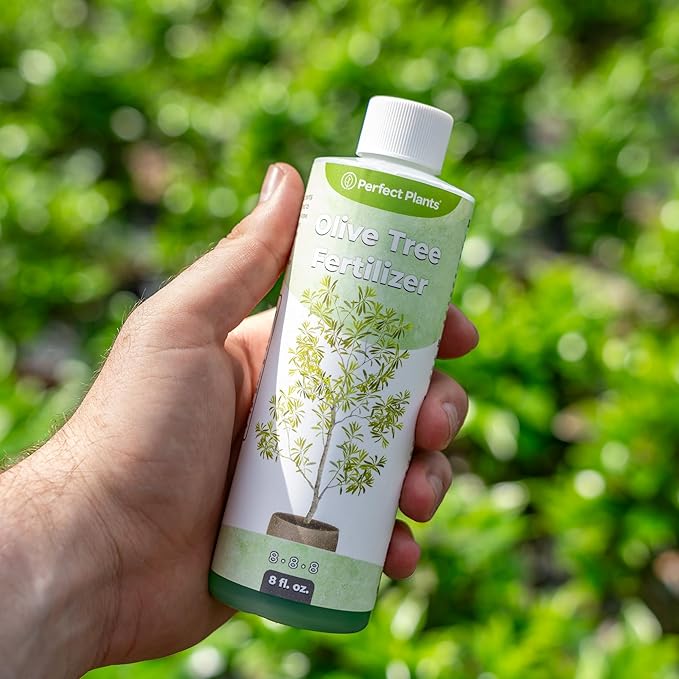 Liquid Olive Tree Fertilizer by Perfect Plants | Olive Plant Food for Real Indoor Trees or Outdoor Growing | High Level Nutrient Content to Boost Flowering & Fruit Production