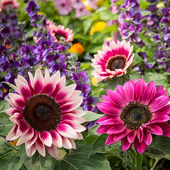 50pcs Rare Strawberry Pink Sunflower Seeds - Non-GMO Heirloom, Easy Grow Instructions Included - Unique Garden Addition