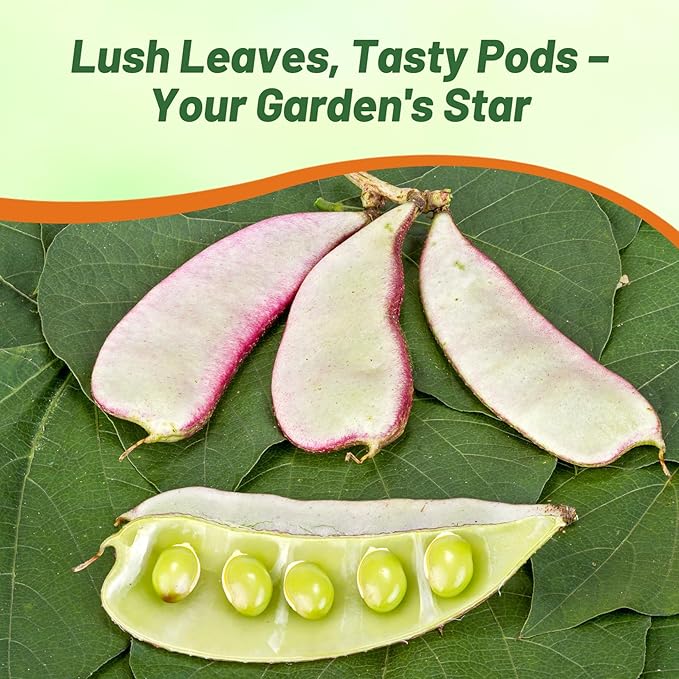 Outsidepride Green Lablab Hyacinth Bean Vine Seeds - 100 Pcs Perennial, Fast Growing Vegetable Seeds for Planting with Fragrant Foliage for Garden & Edible Flower and Pods for Culinary Uses