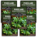 Purslane Seeds for Planting - Edible Green Portulaca Oleracea Verdolagas Heirloom Non-GMO Vegetable Seed for Home Garden - Survival Garden Seeds (5 Packs)