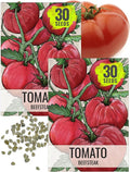Seed Needs Beefsteak Tomato Seeds for Planting Indeterminate Tomatoes - Non-GMO Heirloom & Untreated Vegetable Seed to Plant a Home Grown Outdoor Veggie Garden (2 Packs)