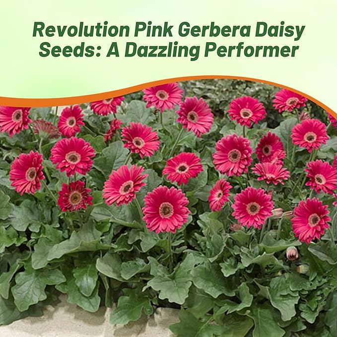 Outsidepride Pink Gerbera Seeds - 20 Pcs Perennial, Compact & Low Maintenance, Flower Seeds for Planting w/Vibrant Green Centered, Pink Blooms, Ideal for Garden Landscaping & Cut Flower Arrangements
