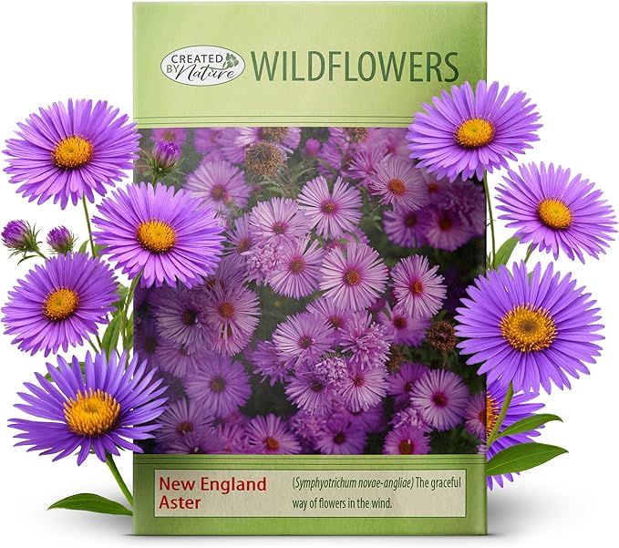 Created By Nature, New England Aster Seeds, Pink and Purple Perennial Flower Seeds, Non-GMO, Pollinator Friendly, 2,500 Seeds, Covers Up to 93 sq. ft. (Symphyotrichum novae-angliae)