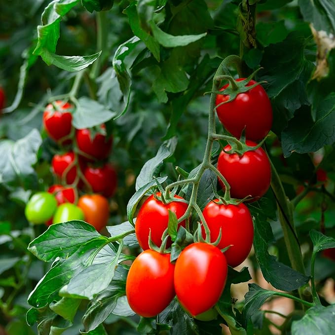 Organic Tomato Seeds (Roma) - Approx 75 Seeds - USDA Organic, Non-GMO, Open Pollinated, Heirloom, USA Origin