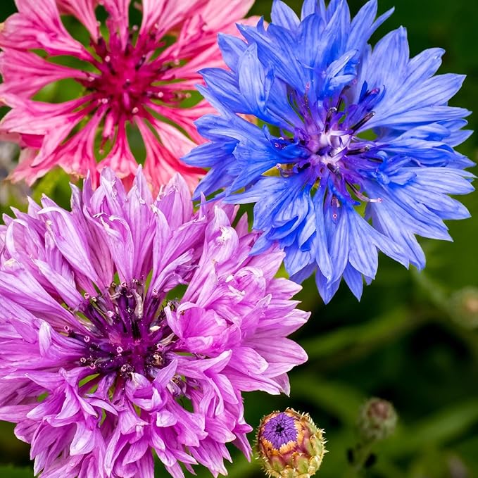3,000 Bachelor Button Seeds for Planting - Cornflower Wildflower Seed (Centaurea cyanus), Non-GMO Heirloom Flowers, Pollinator Garden, Attracts Bees & Butterflies, Cut Bloom for Outdoor Borders