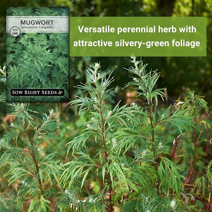 Sow Right Seeds - Mugwort Seeds for Planting - Non-GMO Heirloom Packet with Instructions to Plant an Outdoor or Indoor Herb Garden - Rare Perennial, Wild Wormwood - Medicinal & Culinary Cronewort (4)