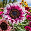 50pcs Rare Strawberry Pink Sunflower Seeds - Non-GMO Heirloom, Easy Grow Instructions Included - Unique Garden Addition