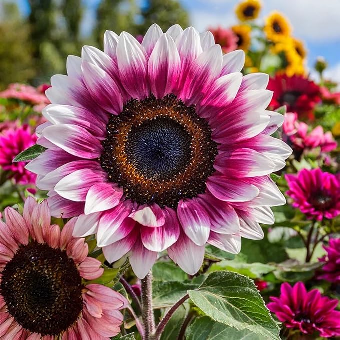 50pcs Rare Strawberry Pink Sunflower Seeds - Non-GMO Heirloom, Easy Grow Instructions Included - Unique Garden Addition