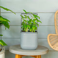 Vego garden Mini Planter Indoor Pots with Trellis Self-Watering Herb Countertop Planter for Climbing Vegetables Flowers Mint Plants Cage- Fog Gray