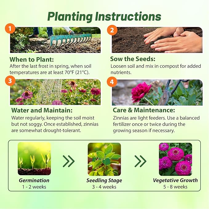 Outsidepride Purple Lilliput Zinnia Seeds - 2000 Pieces Annual, Drought Tolerant Flower Seeds for Planting Outdoors w/Pom-Pom-Like Compact Double Blooms for Borders & Containers, Pollinator Friendly